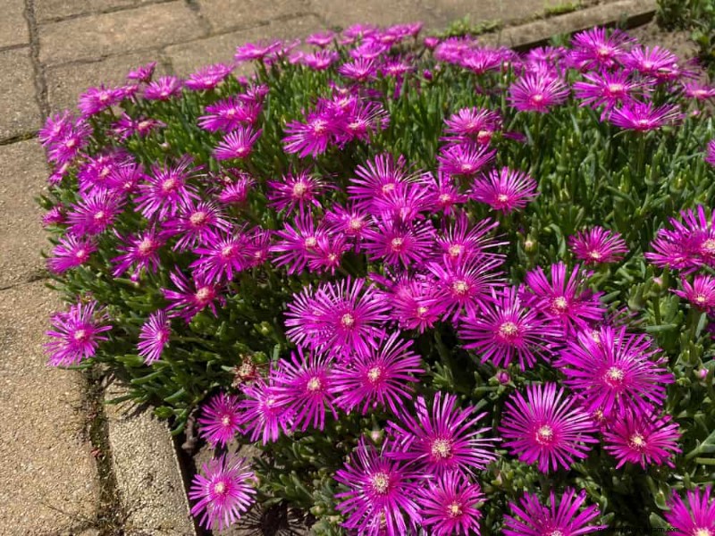 Drought-Tolerant Perennials: 25 Best Choices for Water-Wise Gardens