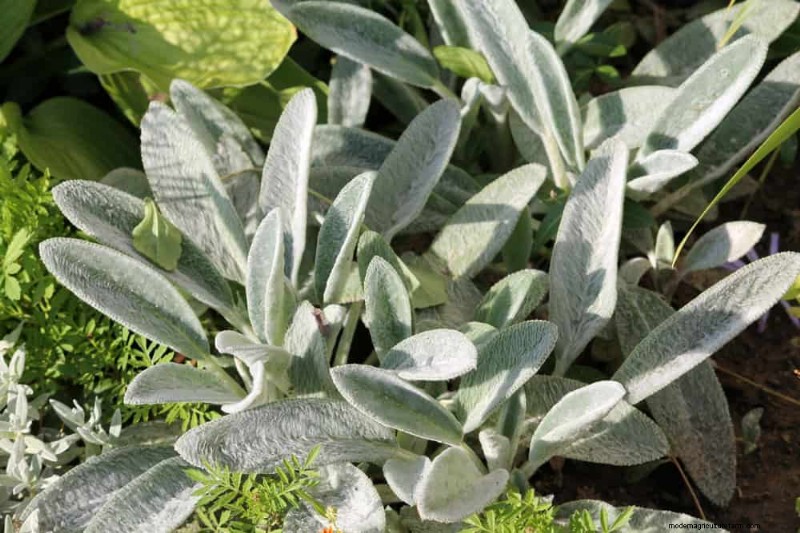 Drought-Tolerant Perennials: 25 Best Choices for Water-Wise Gardens