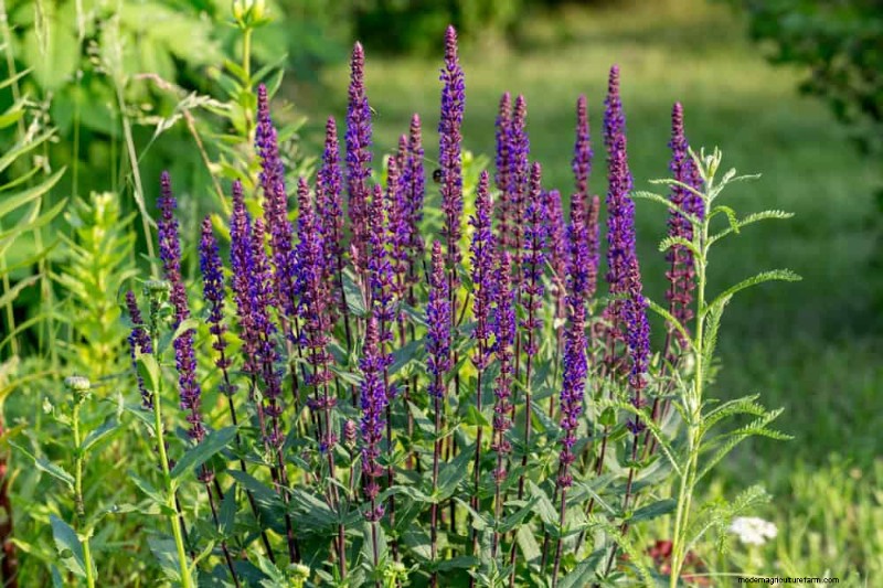 Drought-Tolerant Perennials: 25 Best Choices for Water-Wise Gardens