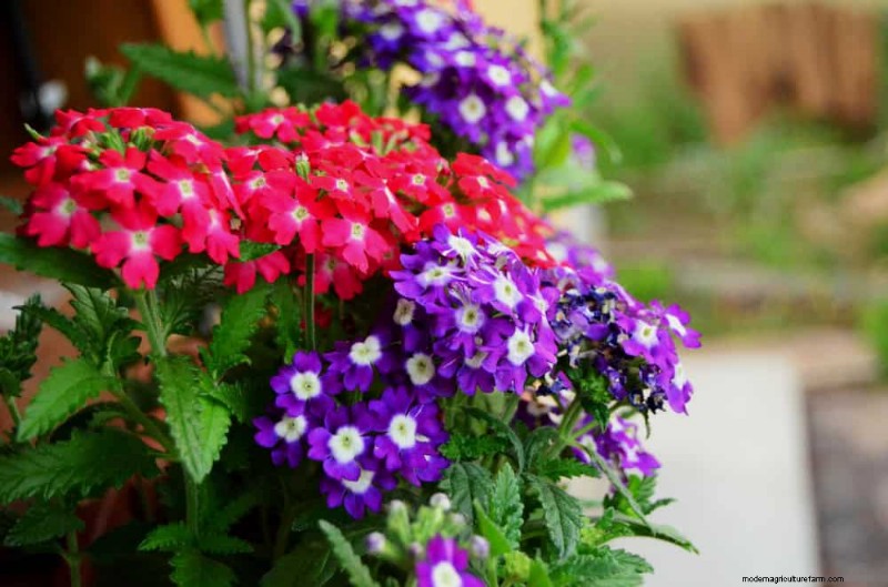 Drought-Tolerant Perennials: 25 Best Choices for Water-Wise Gardens