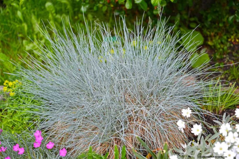 Drought-Tolerant Perennials: 25 Best Choices for Water-Wise Gardens