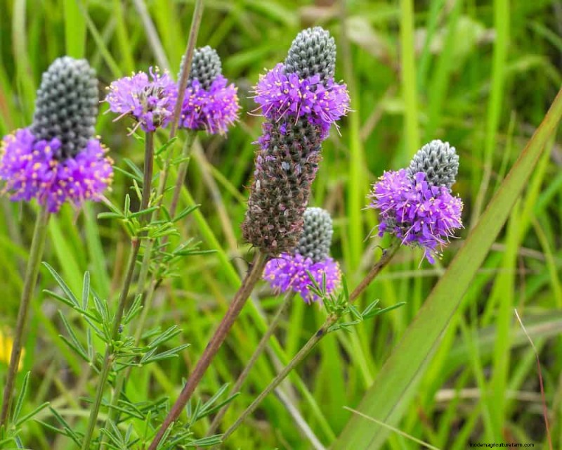 Drought-Tolerant Perennials: 25 Best Choices for Water-Wise Gardens