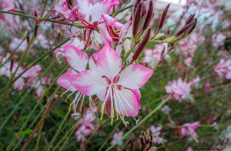 Drought-Tolerant Perennials: 25 Best Choices for Water-Wise Gardens
