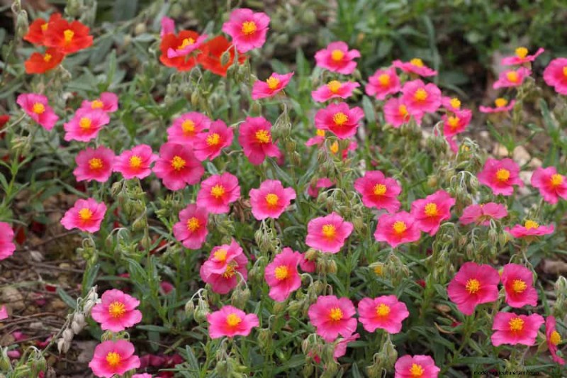 Drought-Tolerant Perennials: 25 Best Choices for Water-Wise Gardens
