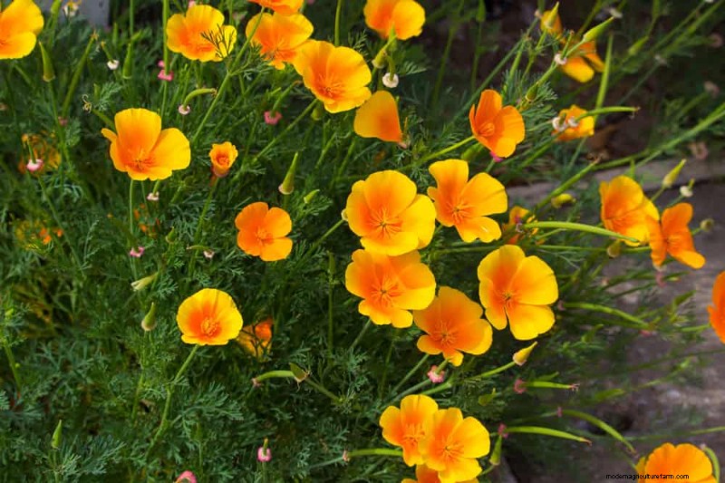 Drought-Tolerant Perennials: 25 Best Choices for Water-Wise Gardens