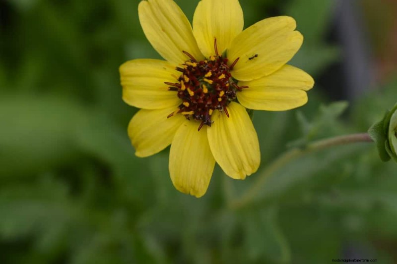 Drought-Tolerant Perennials: 25 Best Choices for Water-Wise Gardens