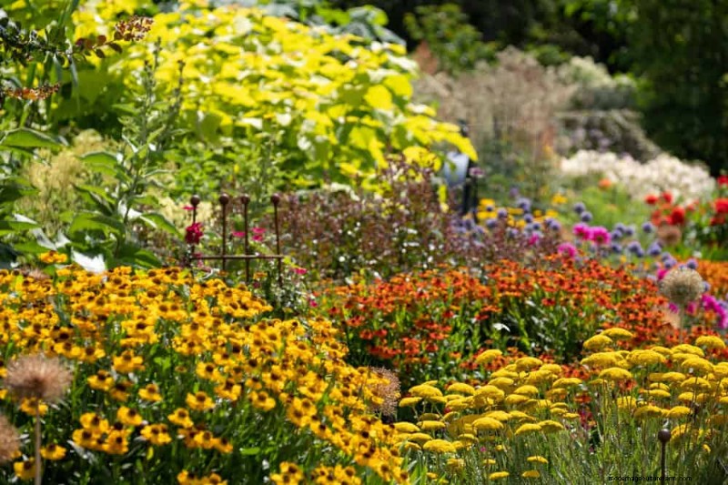 Drought-Tolerant Perennials: 25 Best Choices for Water-Wise Gardens
