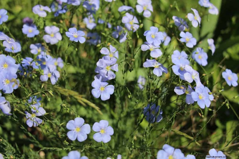 Drought-Tolerant Perennials: 25 Best Choices for Water-Wise Gardens