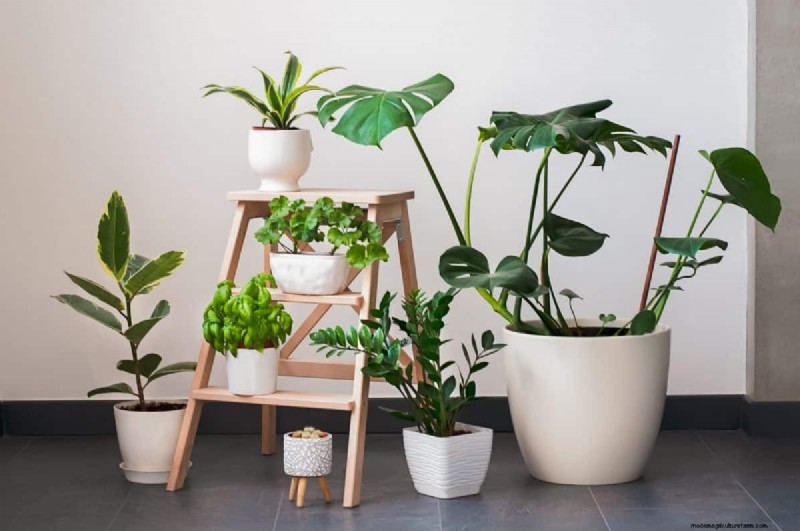 Accelerate Houseplant Growth: 20 Proven Tips for Faster Results