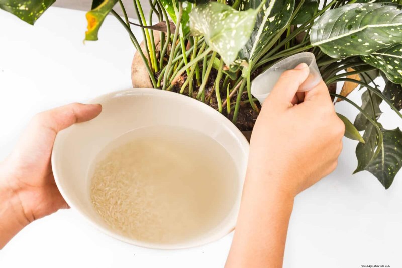 Accelerate Houseplant Growth: 20 Proven Tips for Faster Results