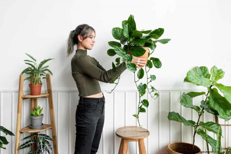Accelerate Houseplant Growth: 20 Proven Tips for Faster Results