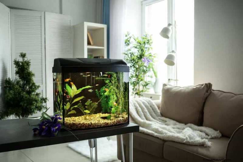 Accelerate Houseplant Growth: 20 Proven Tips for Faster Results