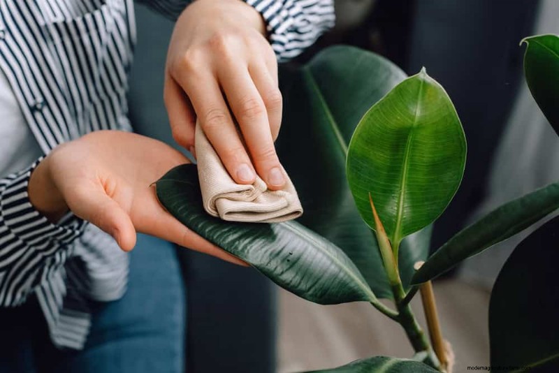 Accelerate Houseplant Growth: 20 Proven Tips for Faster Results