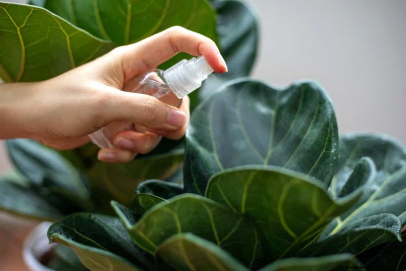 Accelerate Houseplant Growth: 20 Proven Tips for Faster Results