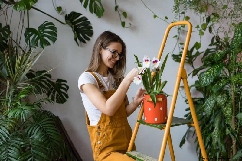 Accelerate Houseplant Growth: 20 Proven Tips for Faster Results