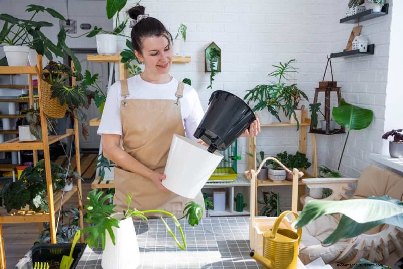 Accelerate Houseplant Growth: 20 Proven Tips for Faster Results