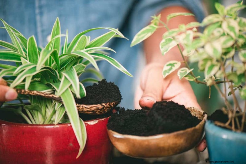 Accelerate Houseplant Growth: 20 Proven Tips for Faster Results