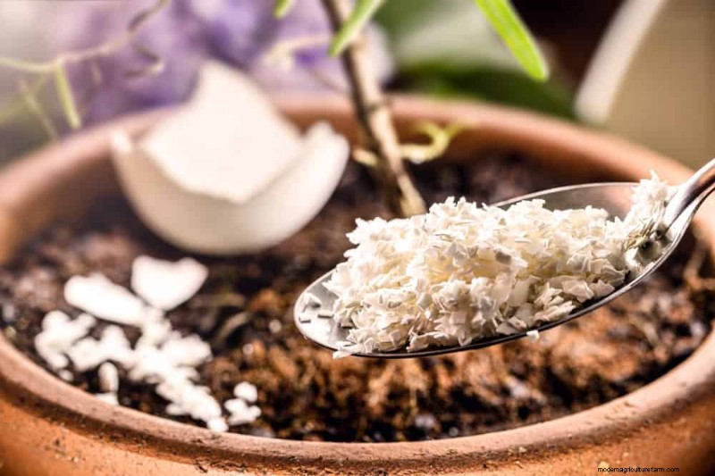 Accelerate Houseplant Growth: 20 Proven Tips for Faster Results