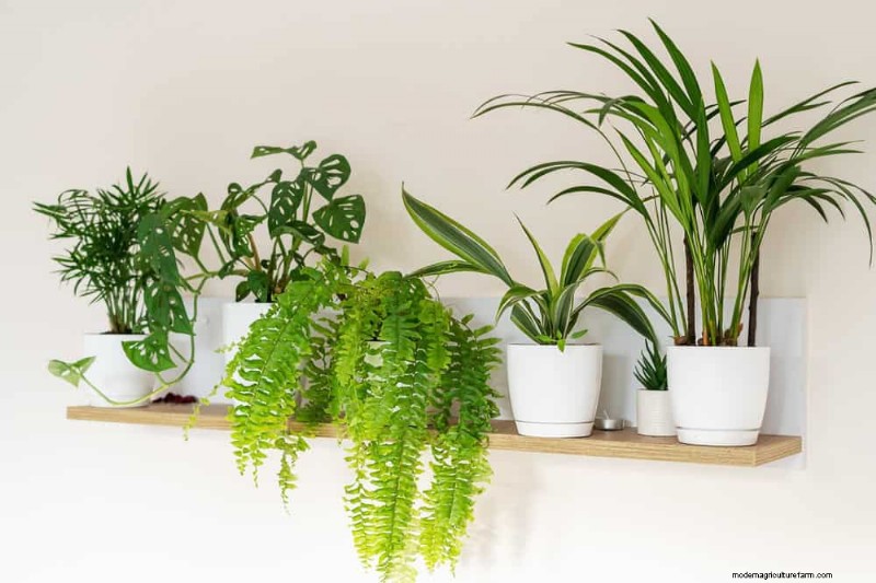 Accelerate Houseplant Growth: 20 Proven Tips for Faster Results