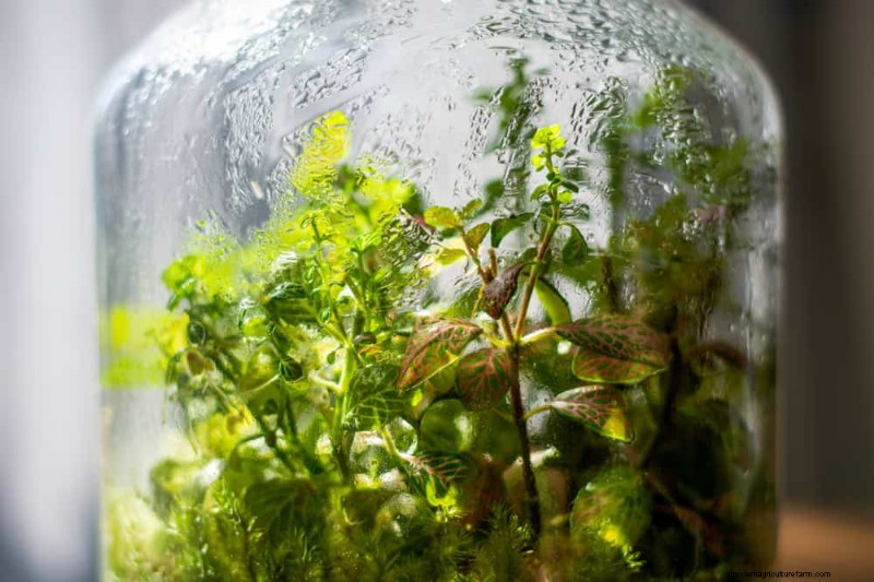 Accelerate Houseplant Growth: 20 Proven Tips for Faster Results