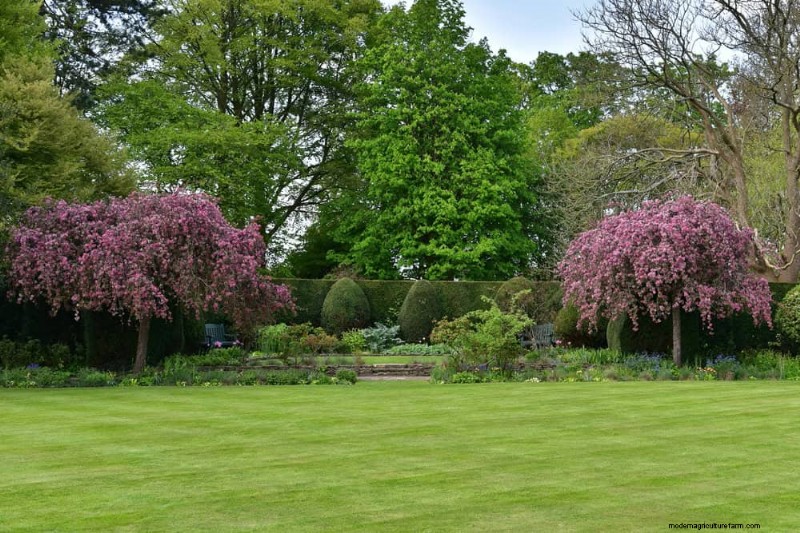 Attract Birds: 23 Best Shrubs & Trees for Food & Shelter