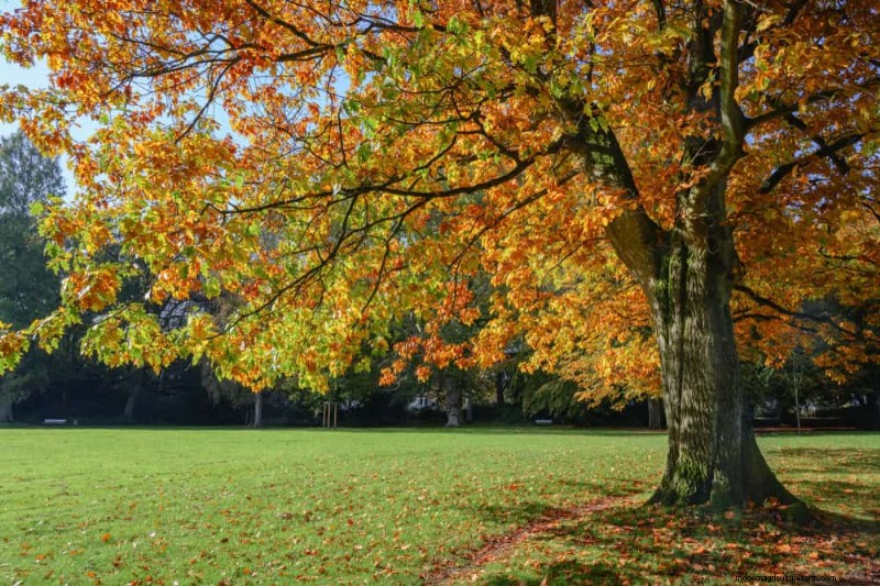 Attract Birds: 23 Best Shrubs & Trees for Food & Shelter