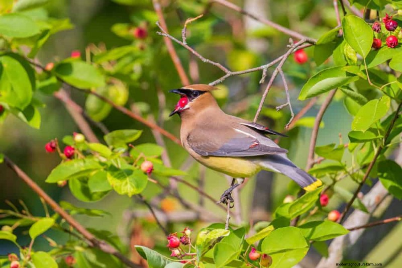 Attract Birds: 23 Best Shrubs & Trees for Food & Shelter