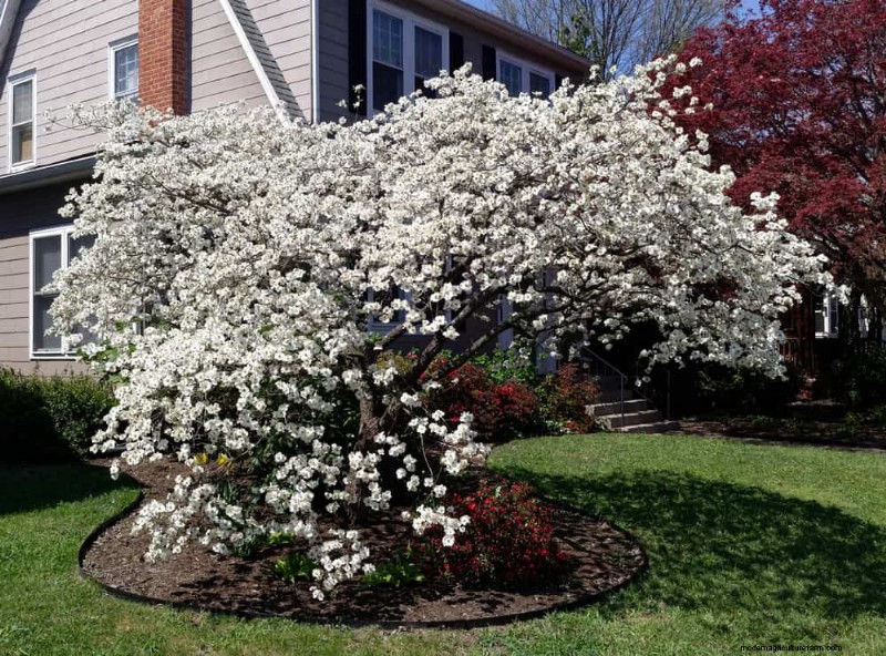 Attract Birds: 23 Best Shrubs & Trees for Food & Shelter
