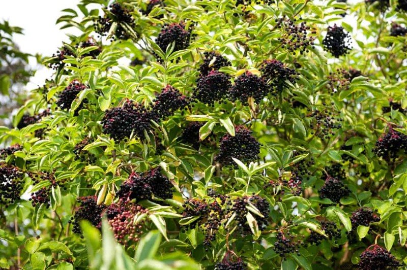 Attract Birds: 23 Best Shrubs & Trees for Food & Shelter