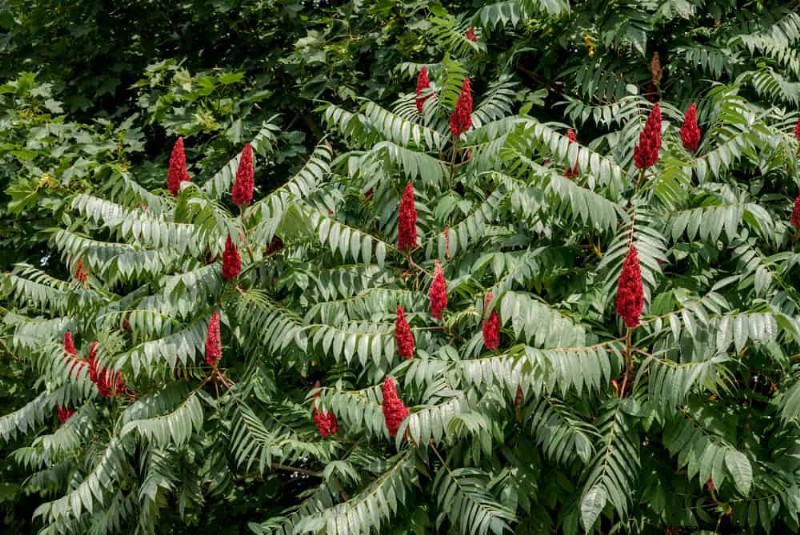 Attract Birds: 23 Best Shrubs & Trees for Food & Shelter