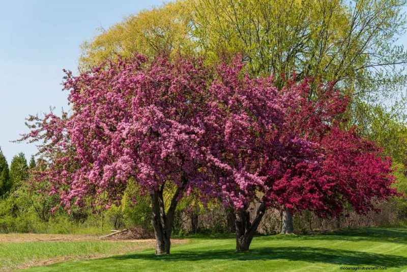 Attract Birds: 23 Best Shrubs & Trees for Food & Shelter