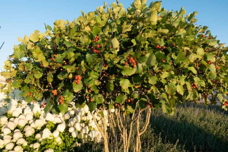 Attract Birds: 23 Best Shrubs & Trees for Food & Shelter