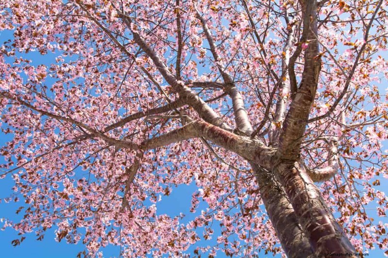 Attract Birds: 23 Best Shrubs & Trees for Food & Shelter