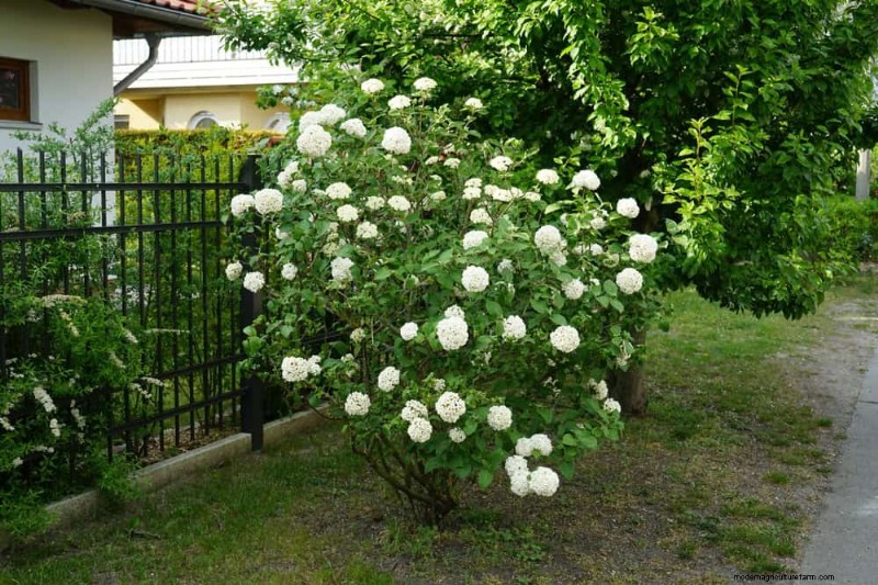 Attract Birds: 23 Best Shrubs & Trees for Food & Shelter