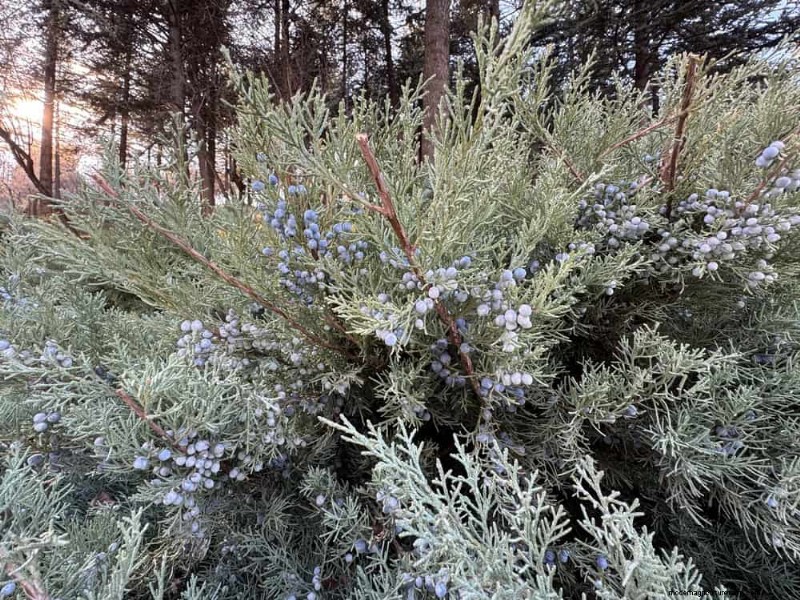 Attract Birds: 23 Best Shrubs & Trees for Food & Shelter