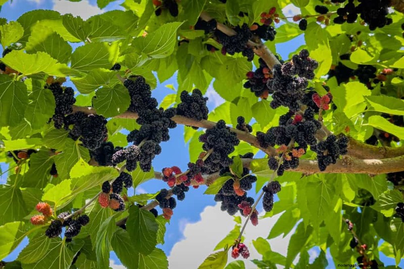 Attract Birds: 23 Best Shrubs & Trees for Food & Shelter