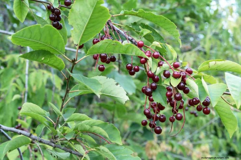 Attract Birds: 23 Best Shrubs & Trees for Food & Shelter