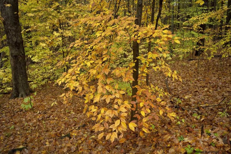 Attract Birds: 23 Best Shrubs & Trees for Food & Shelter