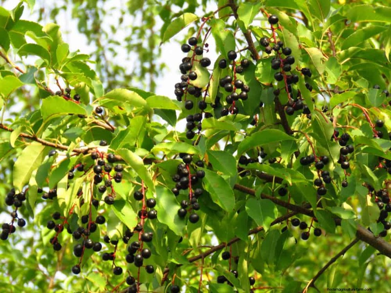 Attract Birds: 23 Best Shrubs & Trees for Food & Shelter