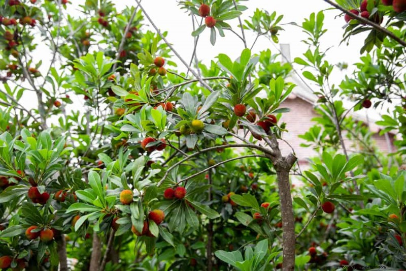 Attract Birds: 23 Best Shrubs & Trees for Food & Shelter