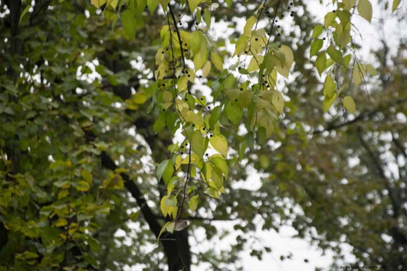 Attract Birds: 23 Best Shrubs & Trees for Food & Shelter
