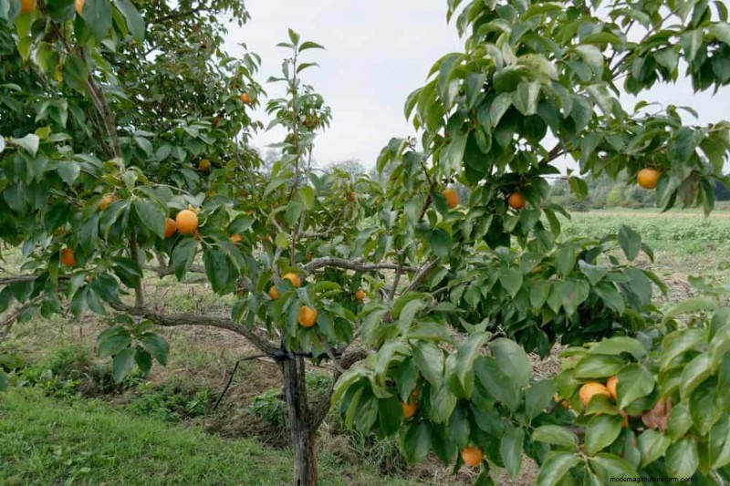 Attract Birds: 23 Best Shrubs & Trees for Food & Shelter
