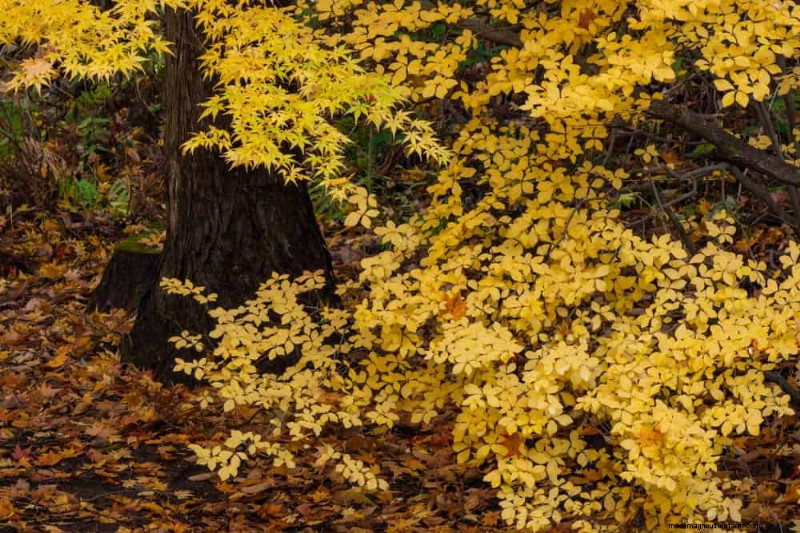 Attract Birds: 23 Best Shrubs & Trees for Food & Shelter