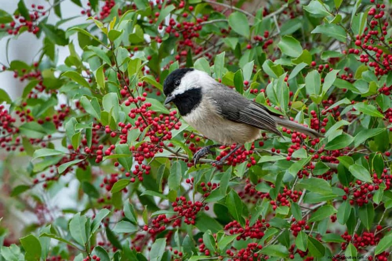 Attract Birds: 23 Best Shrubs & Trees for Food & Shelter