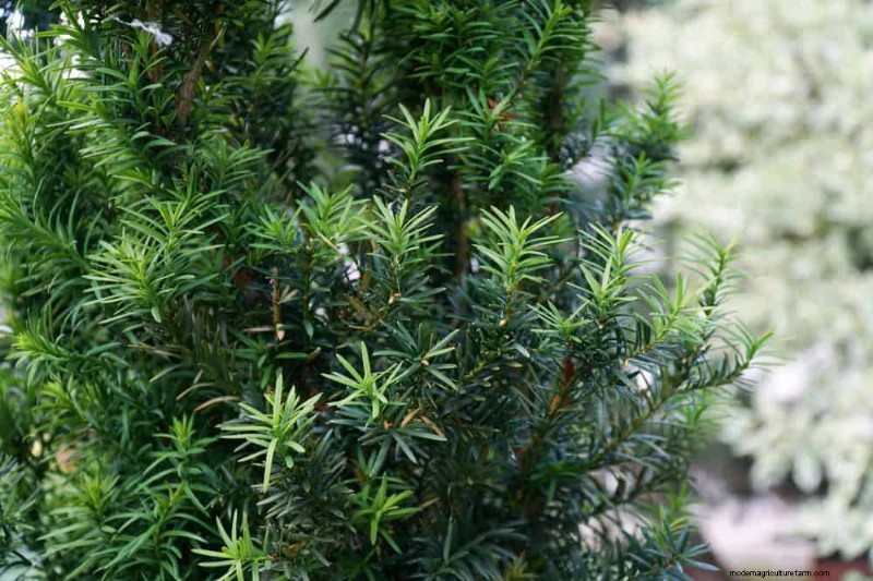 Attract Birds: 23 Best Shrubs & Trees for Food & Shelter
