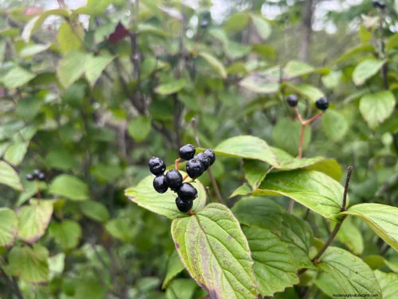 Attract Birds: 23 Best Shrubs & Trees for Food & Shelter