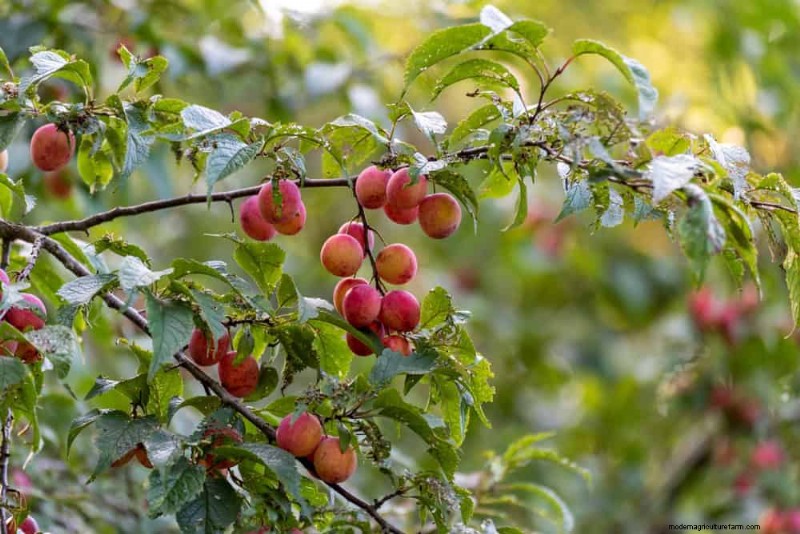 Attract Birds: 23 Best Shrubs & Trees for Food & Shelter
