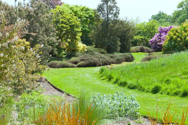 Attract Birds: 23 Best Shrubs & Trees for Food & Shelter