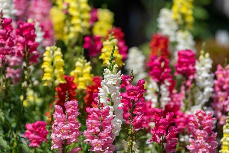 Midwest Spring Gardening: 13 Frost-Tolerant Plants for April Planting
