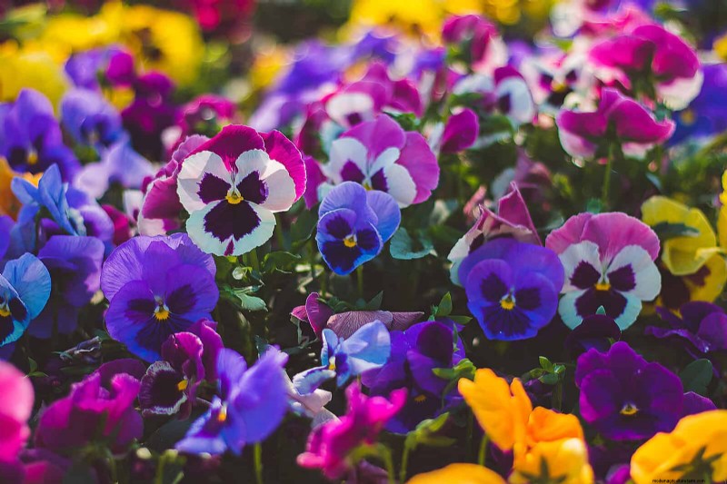 Midwest Spring Gardening: 13 Frost-Tolerant Plants for April Planting